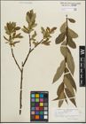 Foto von Salix pentandra L.